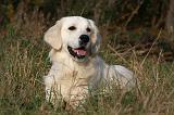 GOLDEN RETRIEVER 848